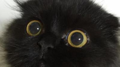 gimo-chat-yeux