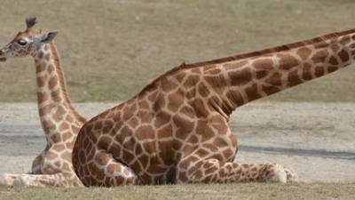 mort-girafe-copenhague