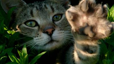 empêcher-chat-griffer