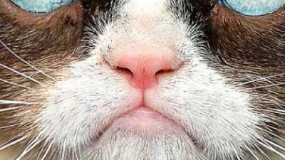 grumpy-cat