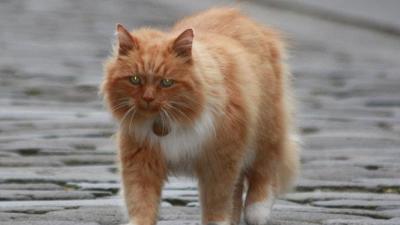 hamish-chat-écossais
