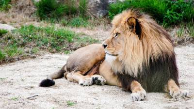 chasse-lion-controverse kendall-jones-lion