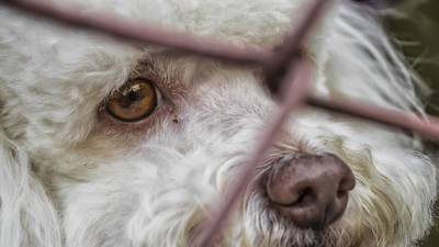 abandon-animaux-france