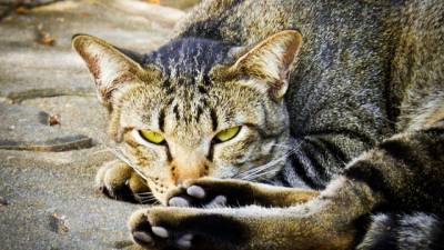 chat-gareth-morgan