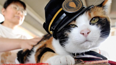 chat-tama-gare