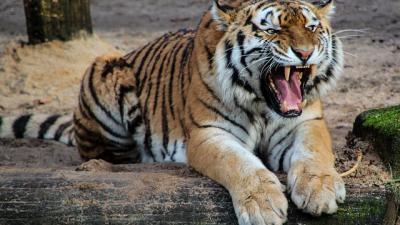 tigre-poutine-chine