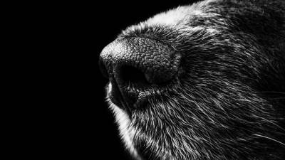 flair-chien
