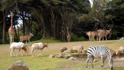 zoo-suisse-nourriture