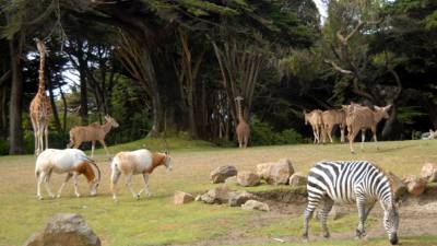 zoo-suisse-nourriture 