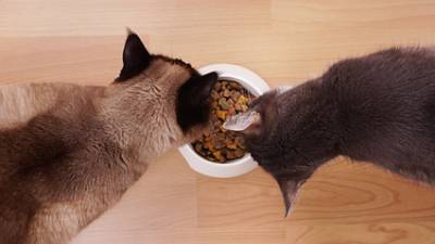 chat-alimentation