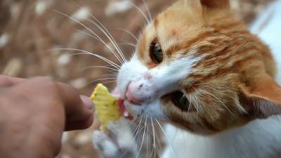 chat-chien-obésité