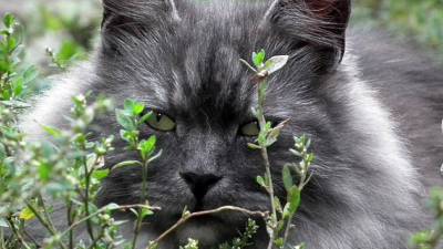 herbe-chat