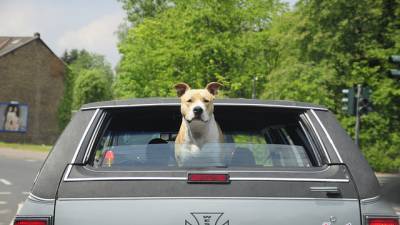 chien-voiture