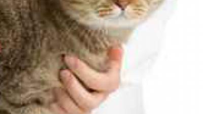 Tarifs et prix mutuelle animal Tarifs et prix mutuelle animal