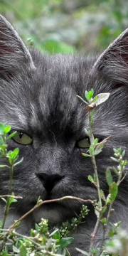 herbe-chat