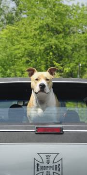 chien-voiture