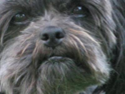 Voir la fiche du Chien de race Affenpinscher