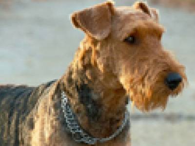 Voir la fiche du Chien de race Airedale Terrier 