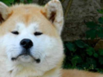 Voir la fiche du Chien de race Akita Inu