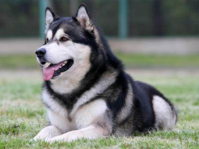 Voir la fiche du Chien de race Alaskan Malamute