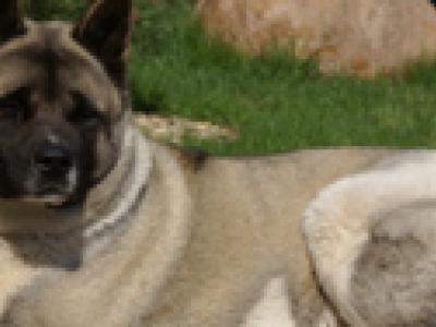 Voir la fiche du Chien de race American Akita