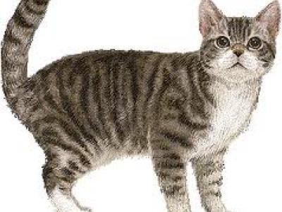 Voir la fiche du Chat de race American Wirehair