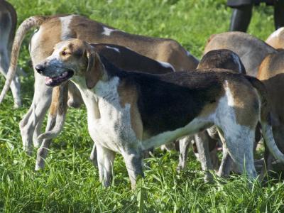 Voir la fiche du Chien de race Anglo-Français Tricolore (Chien Français Tricolore)