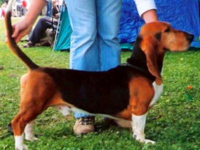 Voir la fiche du Chien de race Basset Artésien Normand 