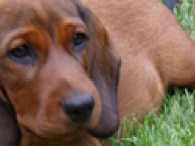 Voir la fiche du Chien de race Basset Des Alpes