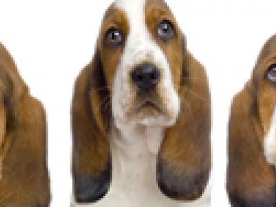 Voir la fiche du Chien de race Basset Hound