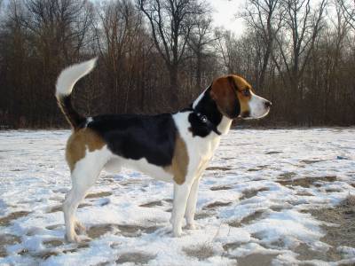 Voir la fiche du Chien de race Beagle Harrier