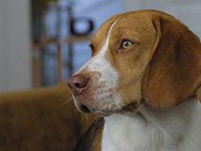 Voir la fiche du Chien de race Beagle