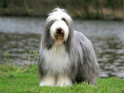 Voir la fiche du Chien de race Bearded Collie