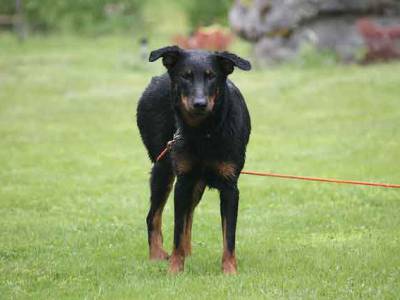 Voir la fiche du Chien de race Berger De Beauce (Beauceron - Bas-Rouge) 