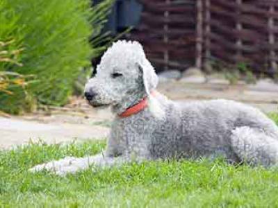 Voir la fiche du Chien de race Bedlington Terrier