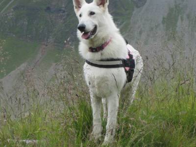 Voir la fiche du Chien de race Berger Blanc Suisse (Berger Blanc)