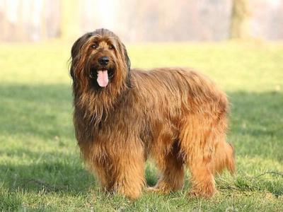 Voir la fiche du Chien de race Berger De Brie (Briard)