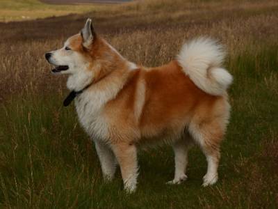 Voir la fiche du Chien de race Berger D'islande