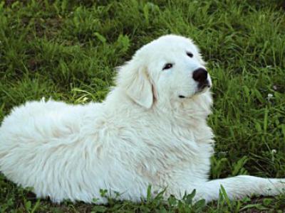 Voir la fiche du Chien de race Berger De Maremme Et Abruzzes