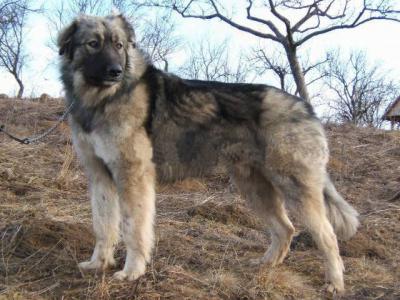 Voir la fiche du Chien de race Berger Roumain Des Carpates