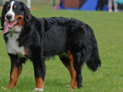 Voir la fiche du Chien de race Berner Sennenhund