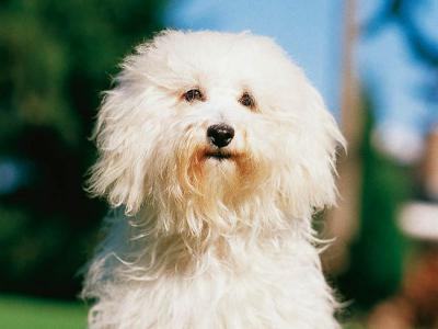 Voir la fiche du Chien de race Bichon Bolonais