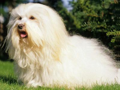 Voir la fiche du Chien de race Bichon Havanais