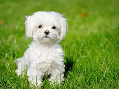 Voir la fiche du Chien de race Bichon À Poil Frisé (Bichon Frisé)