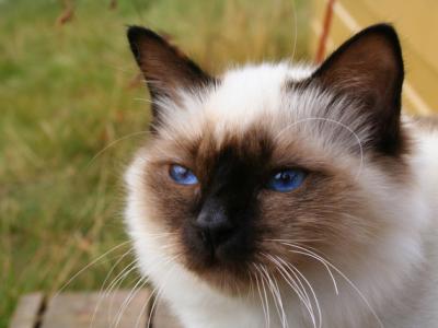 Voir la fiche du Chat de race Birman