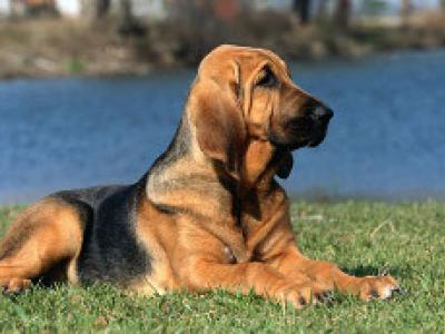 Voir la fiche du Chien de race Bloodhound