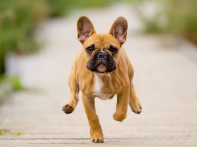 Voir la fiche du Chien de race Bouledogue français