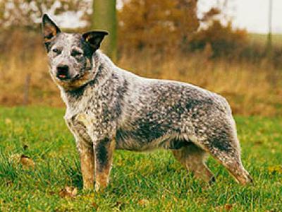 Voir la fiche du Chien de race Bouvier Australien