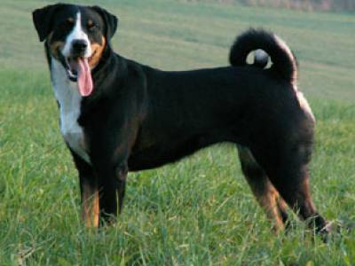 Voir la fiche du Chien de race Bouvier D'appenzell