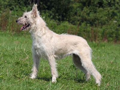 Voir la fiche du Chien de race Bouvier Des Ardennes